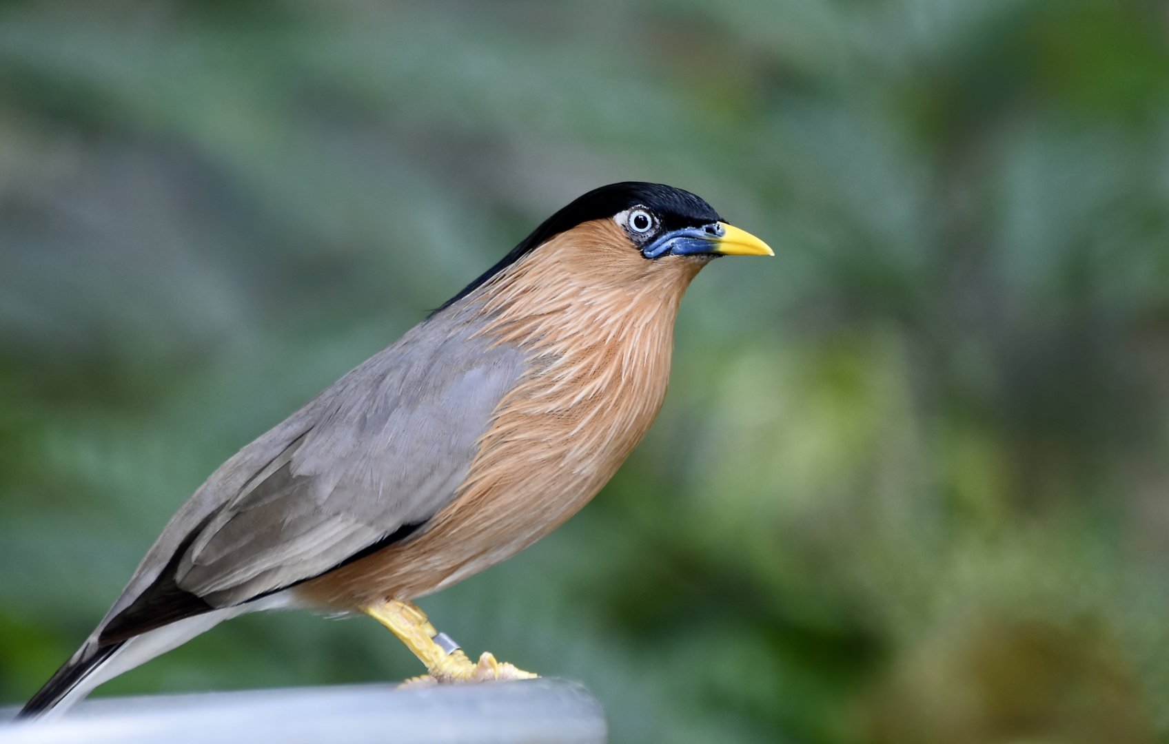 Brahminy Starling (Sturnia pagodarum)