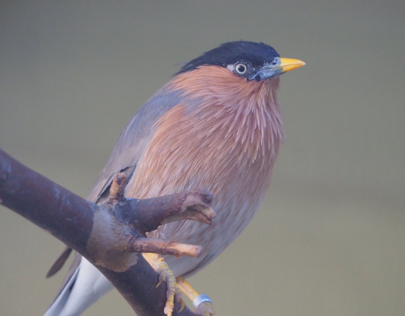 Brahminy starling (Sturnus pagodarum), 2019-09-21