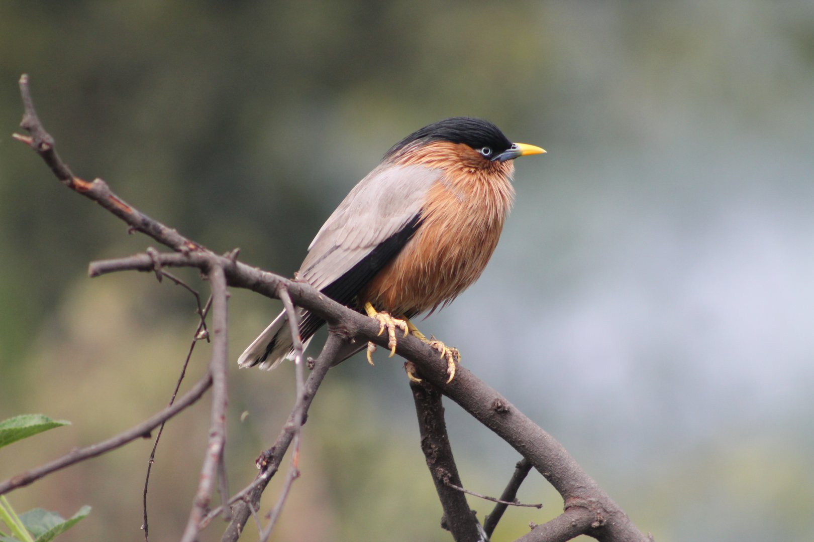 Brahminy Starling (Sturnus pagodarum)