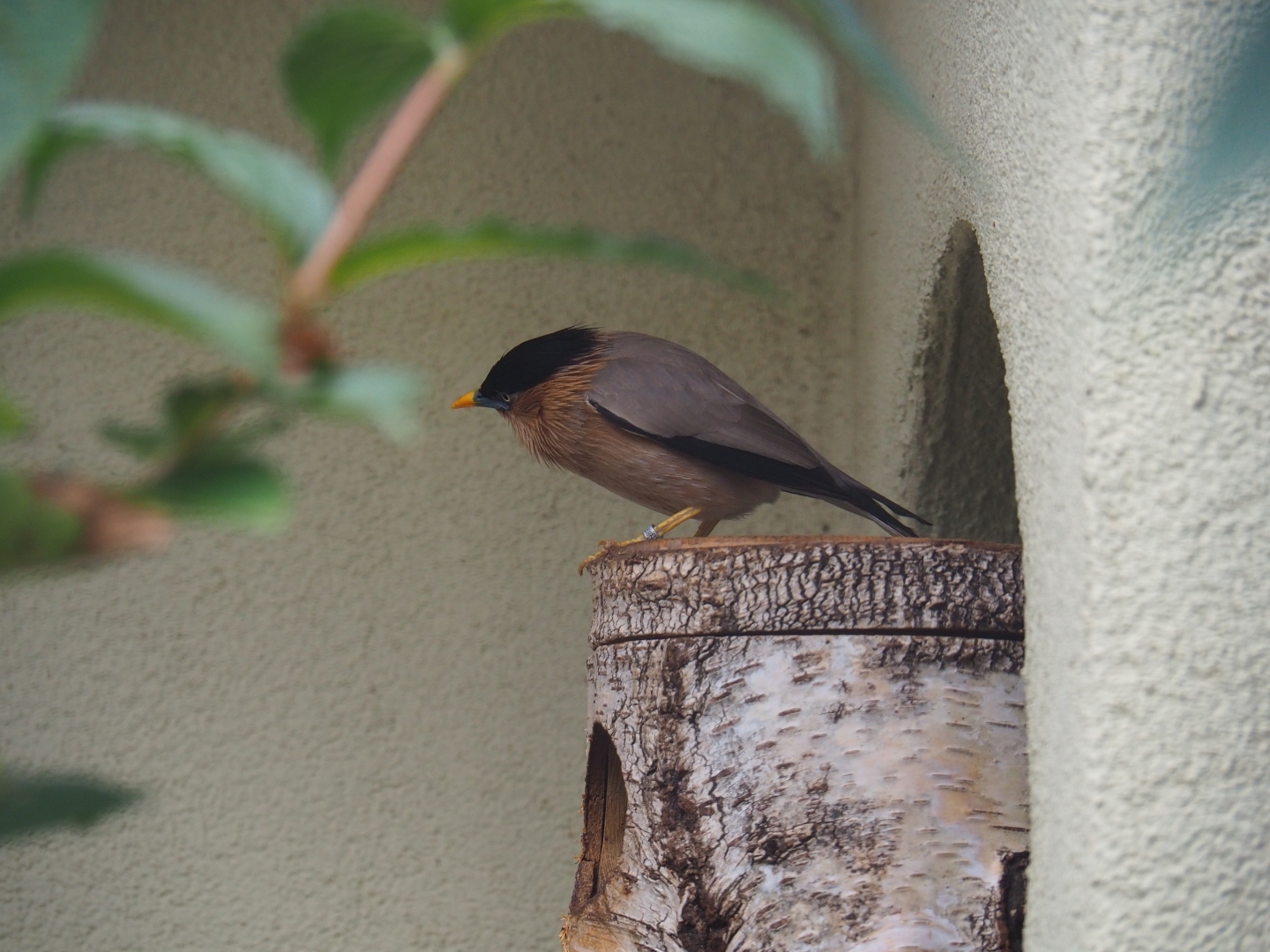 Brahminy starling (Sturnus pagodarum)