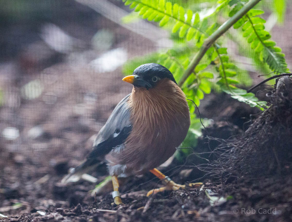 Brahminy starling : Waddesdon : 03 Oct 2015