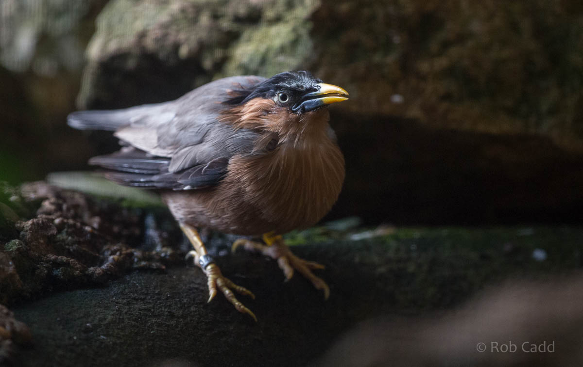 Brahminy starling : Waddesdon : 03 Oct 2015