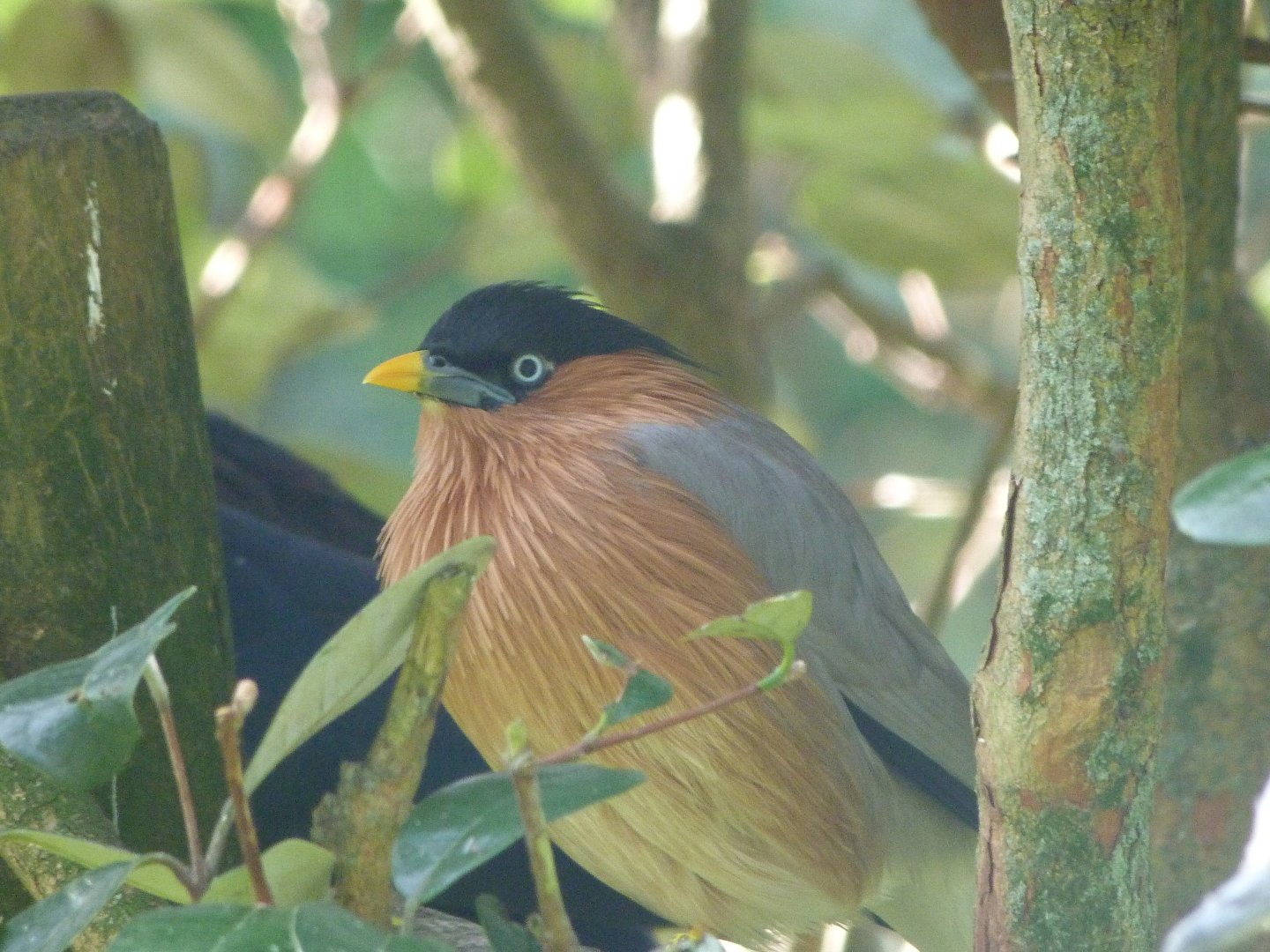 Brahminy starling -Zoo de Santillana del Mar (2024)