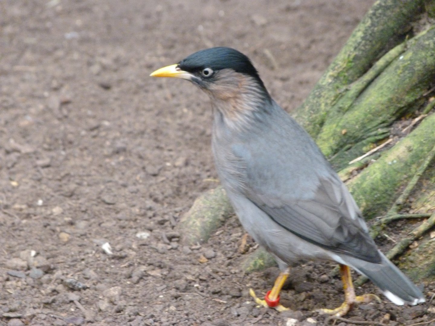 Brahminy starling -ZooParc de Beauval (2025)