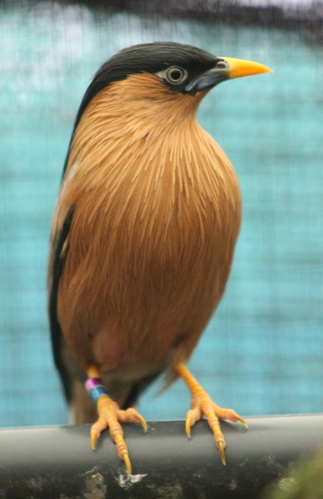 Brahminy starling
