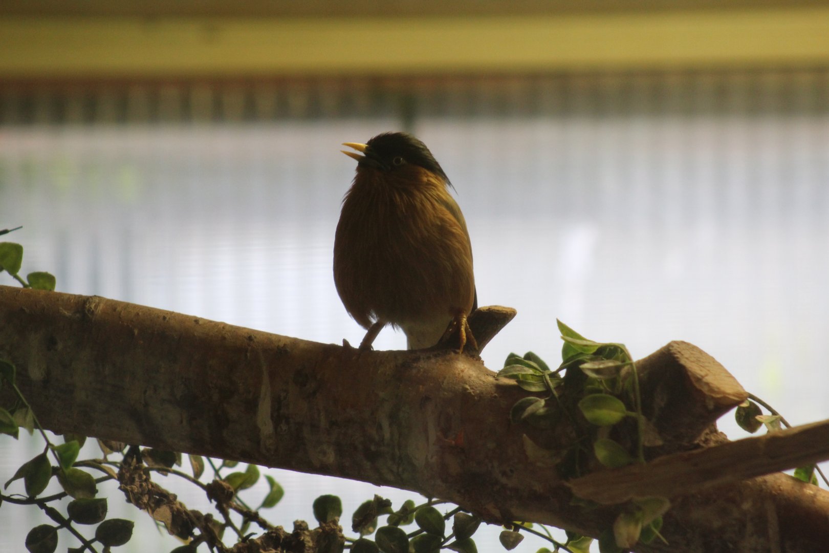 Brahminy Starling