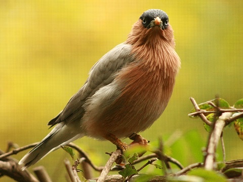 Brahminy Starling