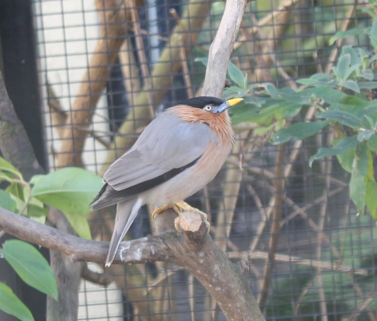 Brahminy starling