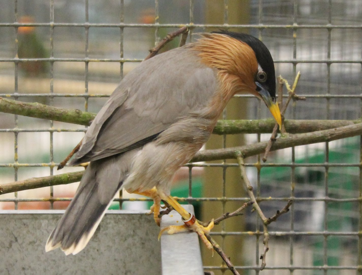 Brahminy starling