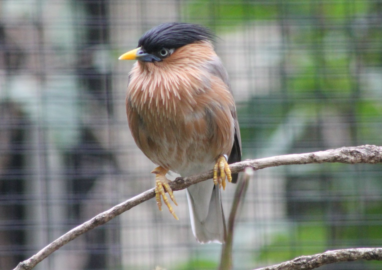 Brahminy starling