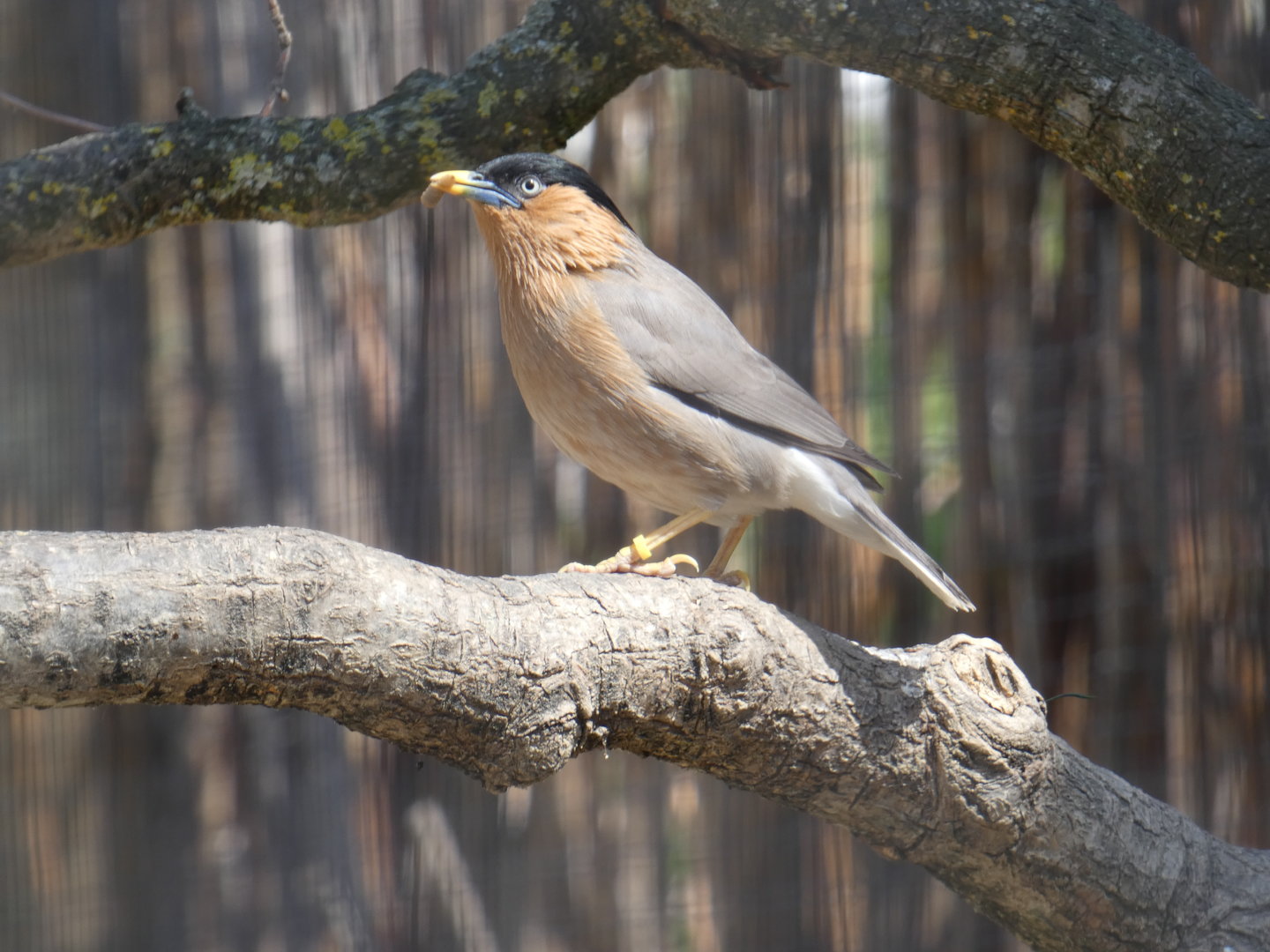 Brahminy starling