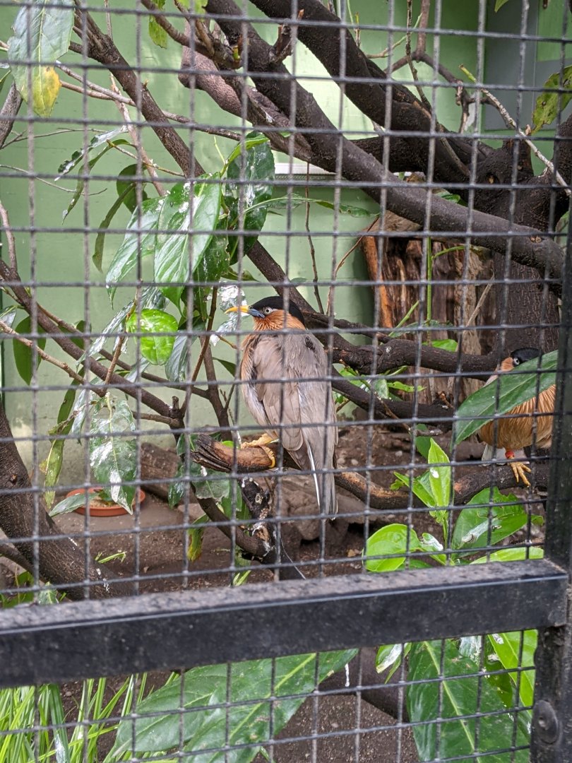 Brahminy Starling