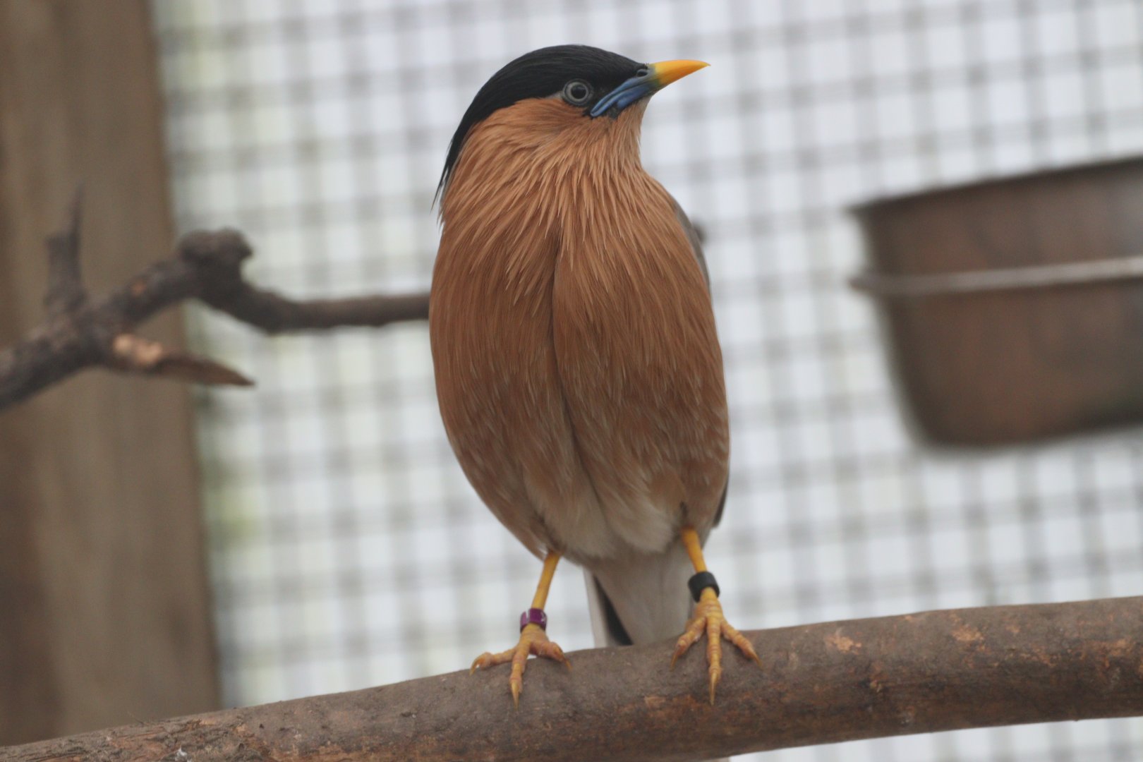 Brahminy Starling