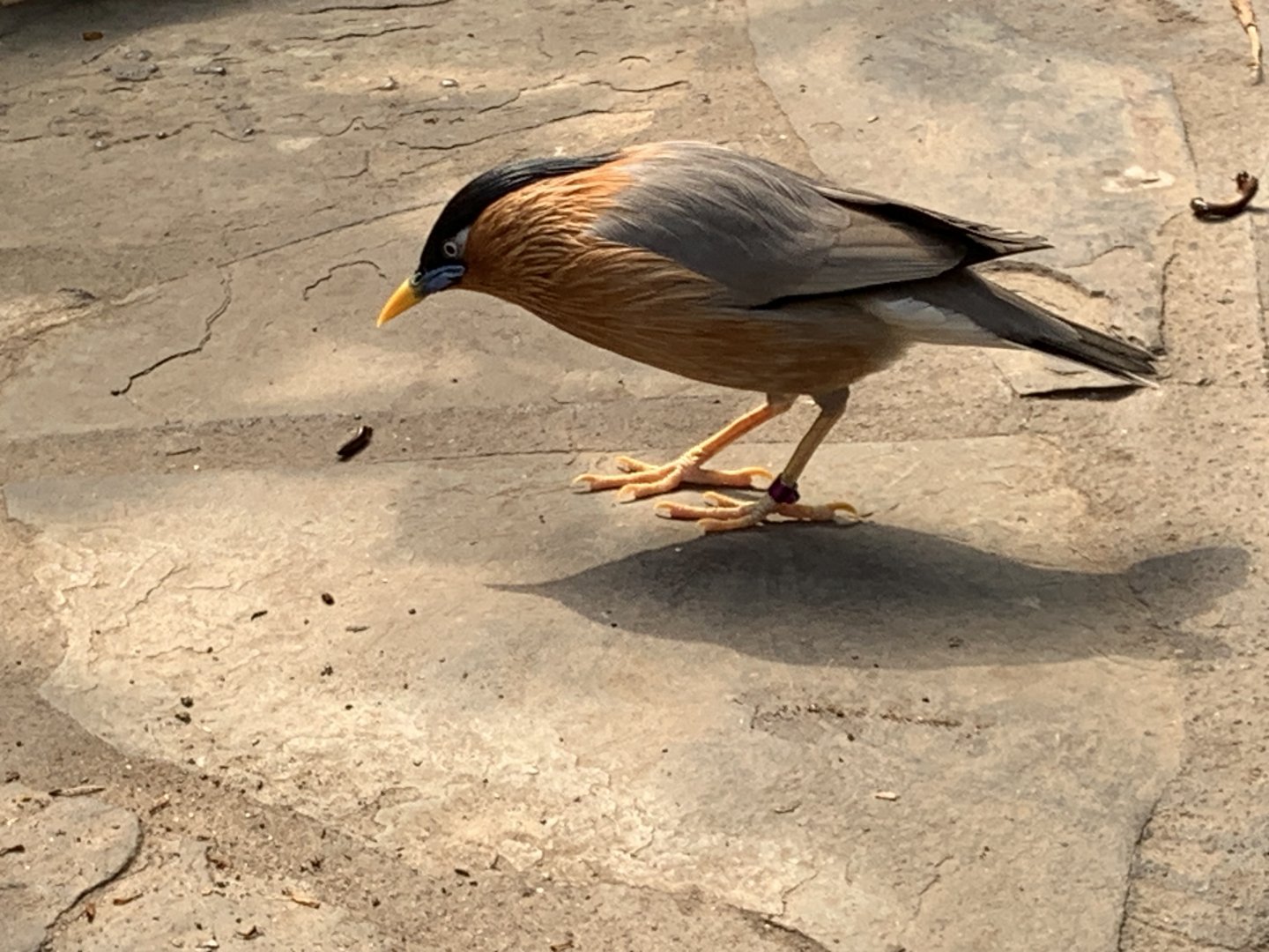 Brahminy starling