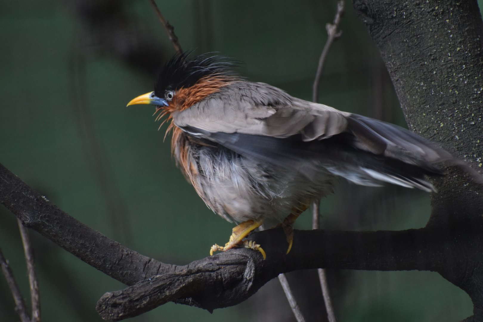 Brahminy starling