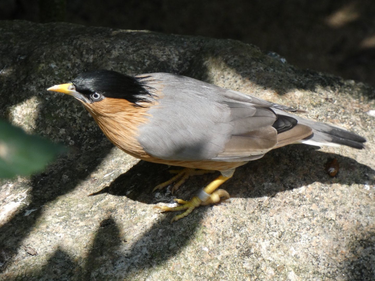Brahminy starling