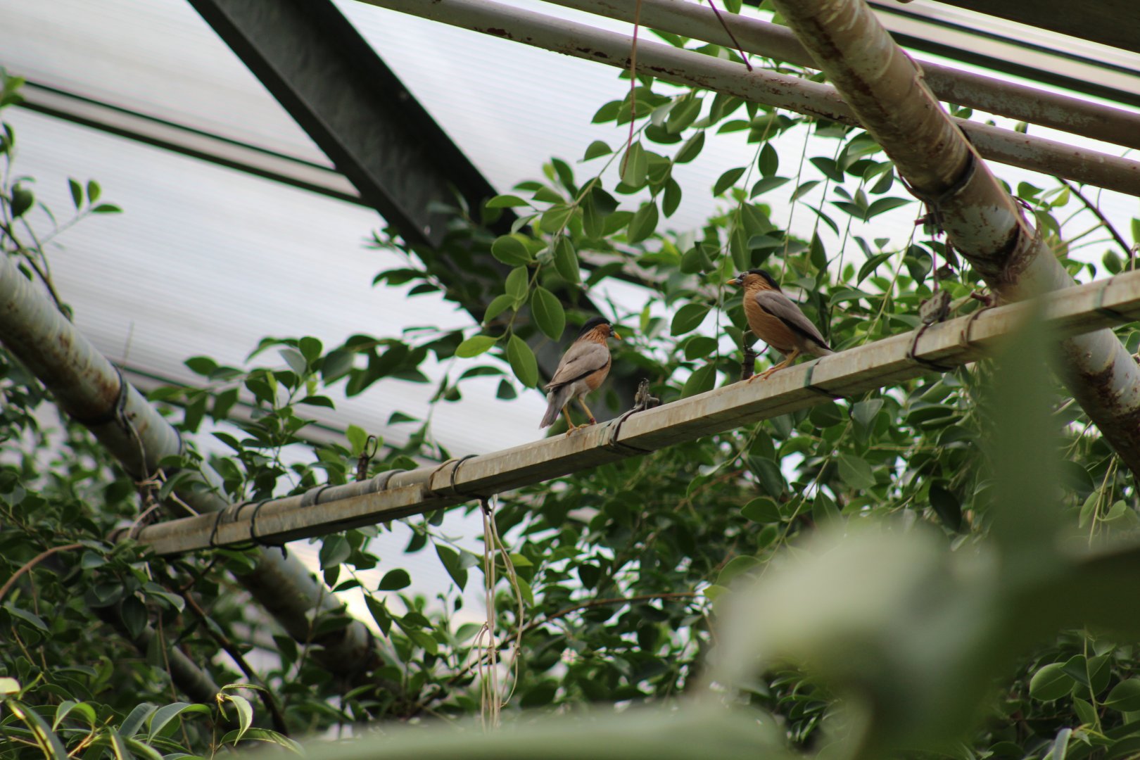 Brahminy Starlings