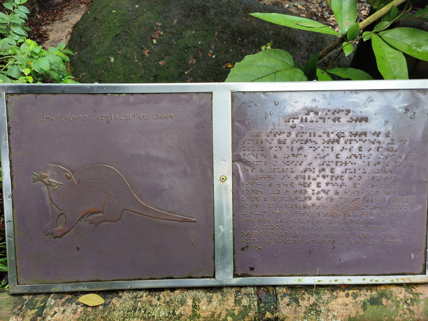 Braille Label for Small-Clawed Otters