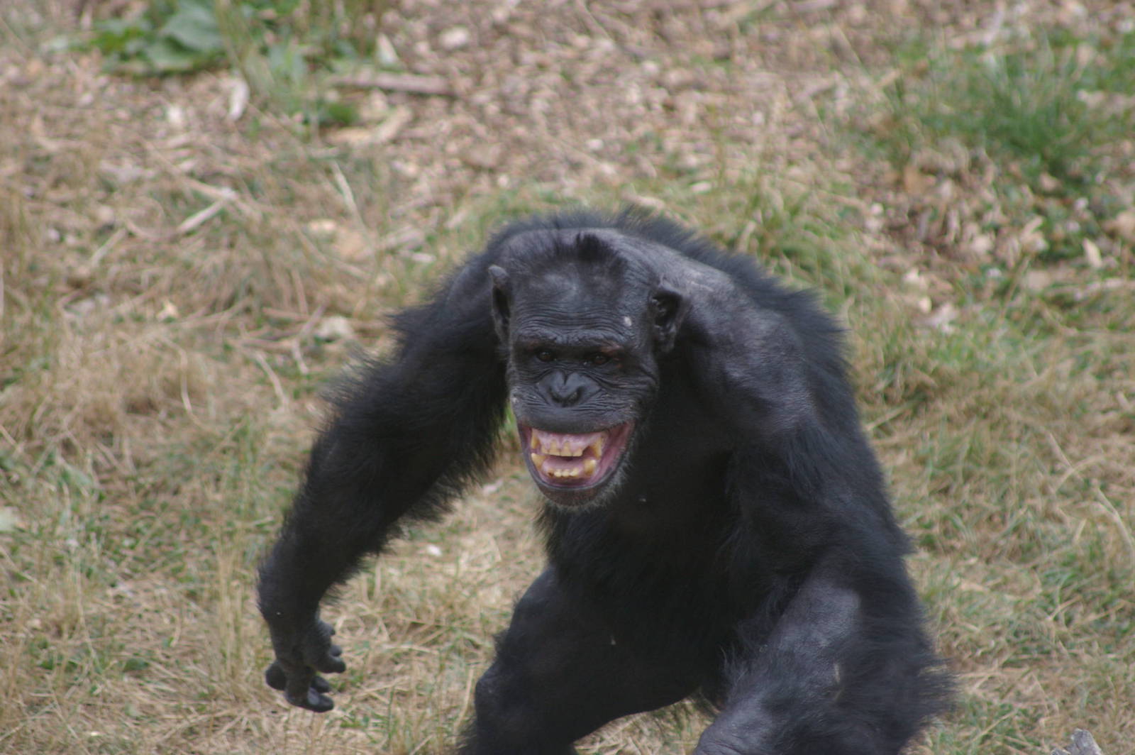 Brains....human brains...