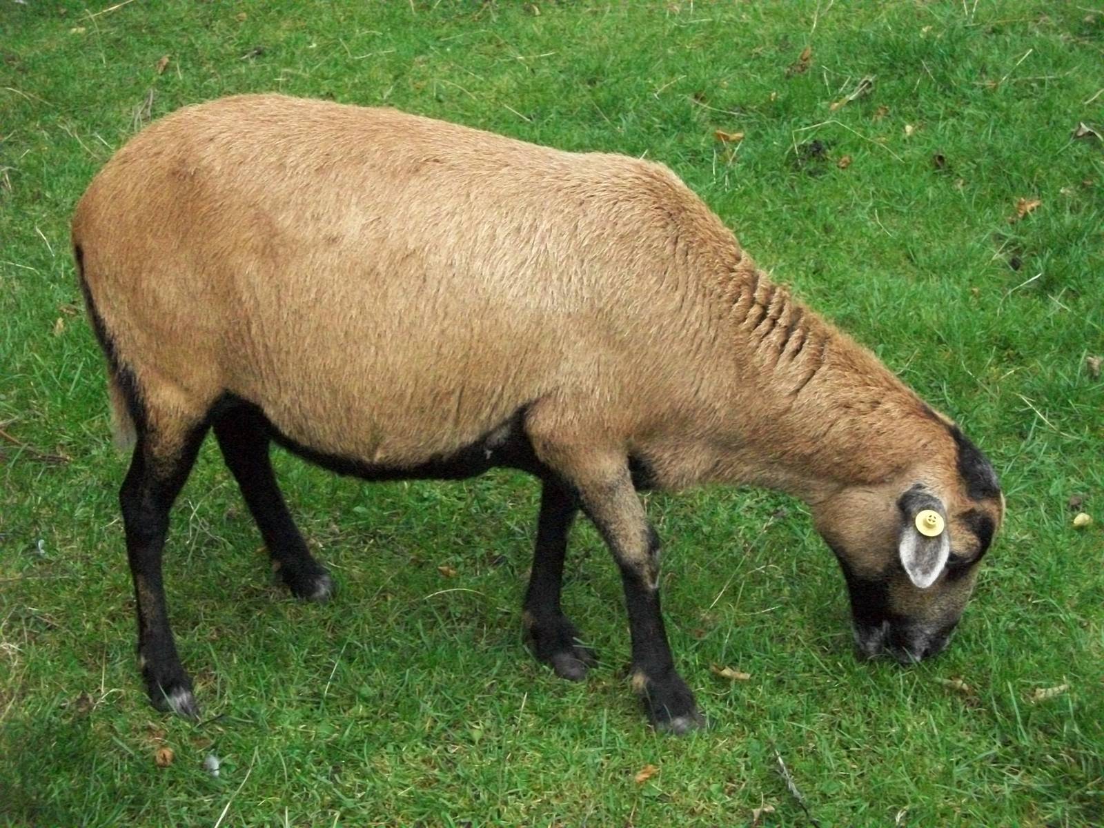 Bramble, 21st September 2014