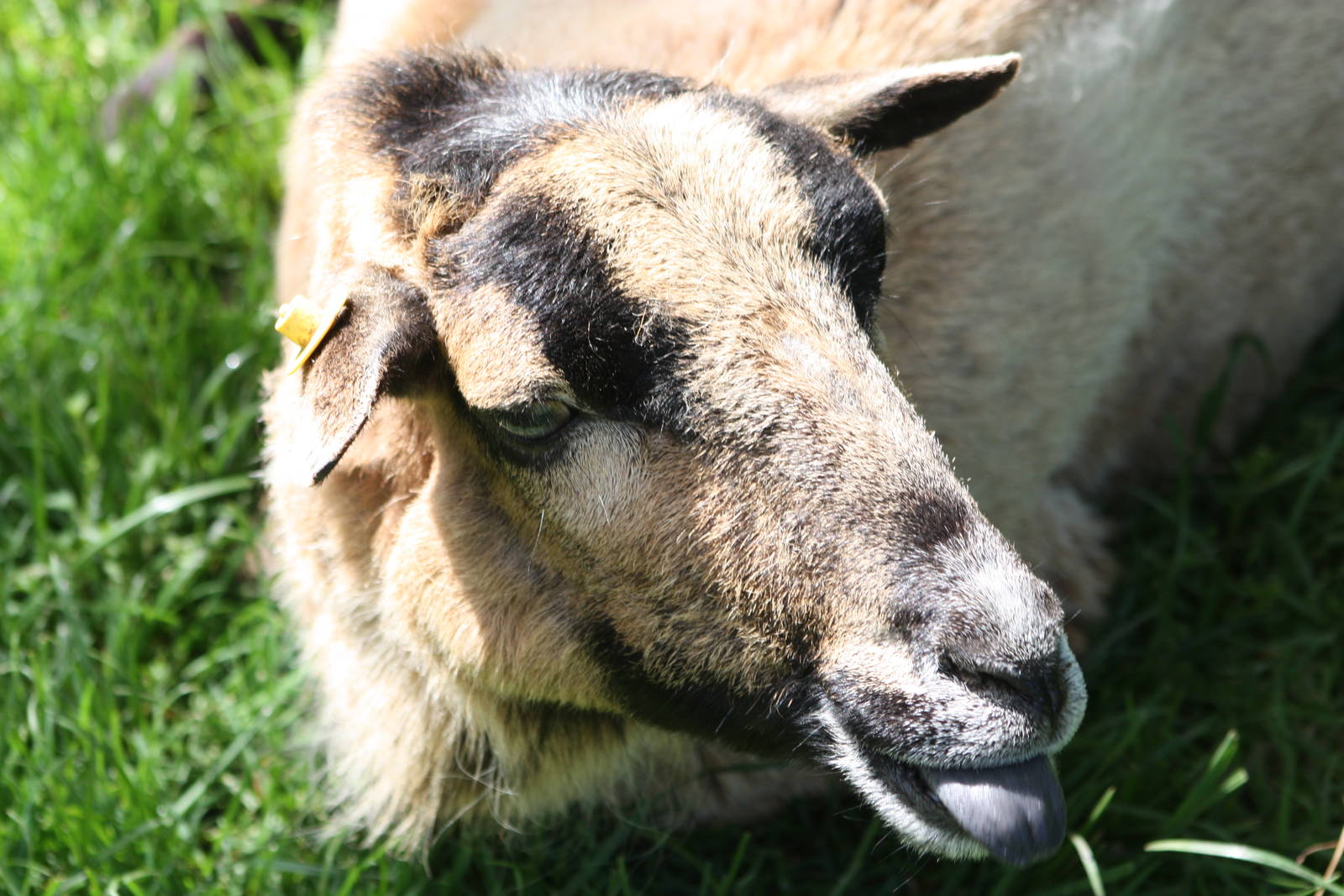 Bramble, 25th May 2014