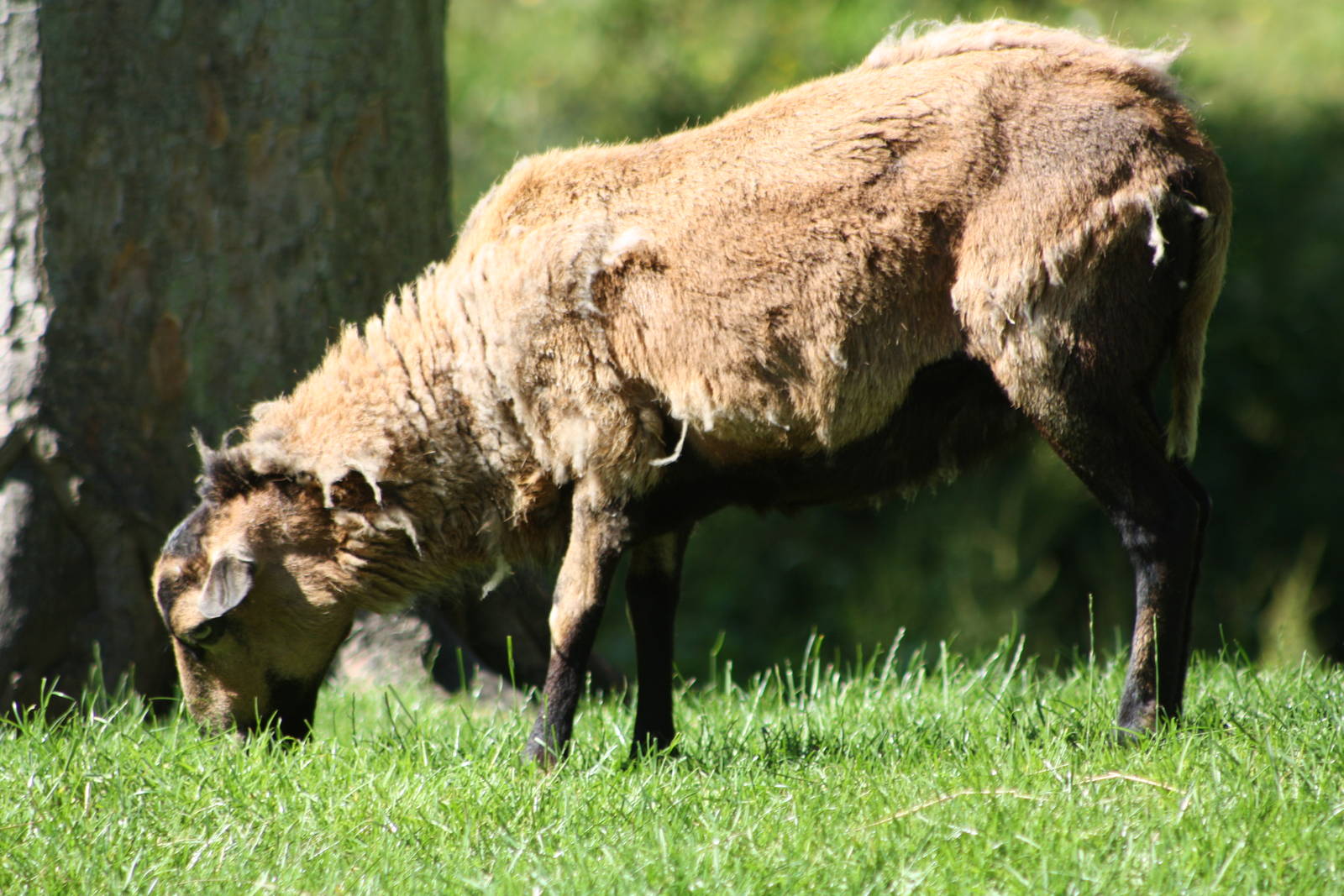 Bramble, 29th June 2014