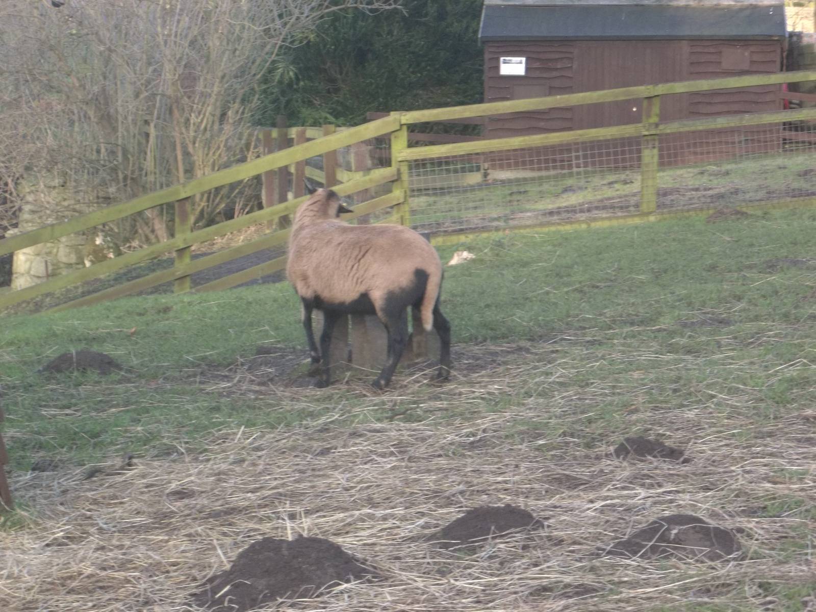 Bramble at a feeding station, 18th January 2015