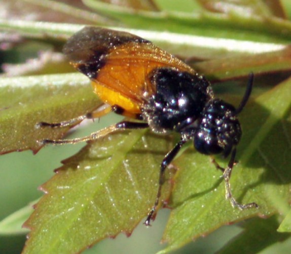 Bramble Sawfly (Arge cyanocrocea)