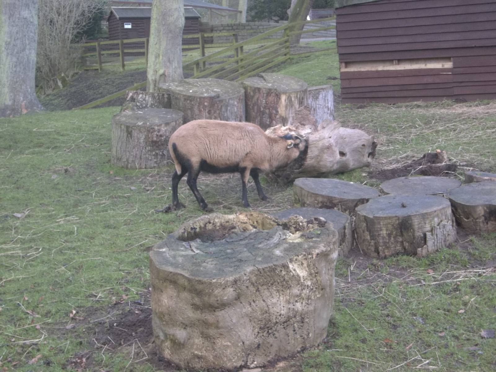Bramble seems to be chewing the wood, 25th January 2015