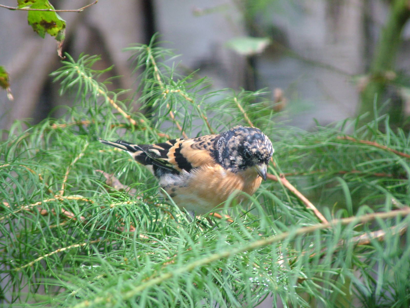 Brambling (Fringilla montifringilla) at Walsrode 2007