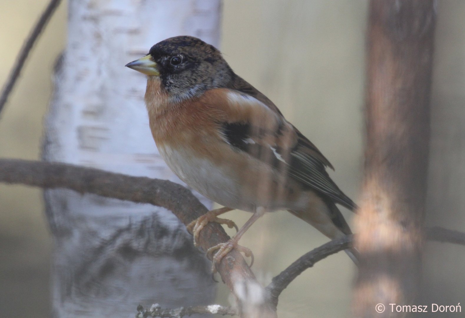 Brambling (Fringilla montifringilla), February 2019