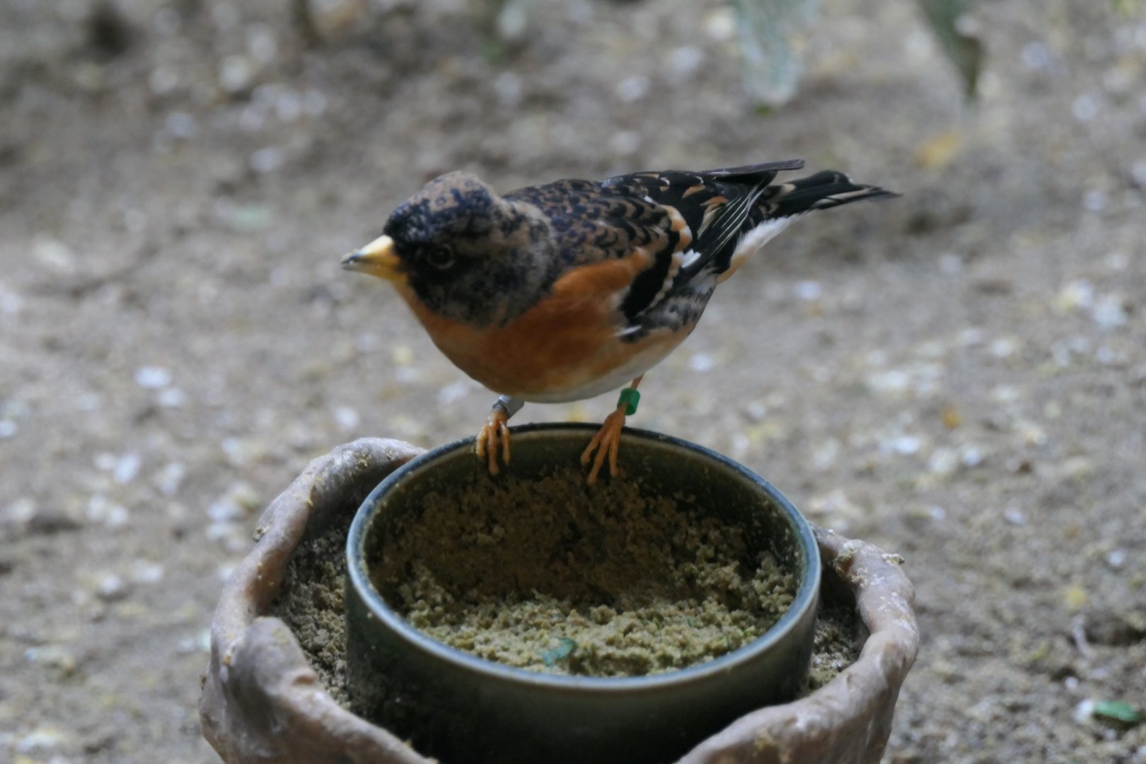 Brambling (Fringilla montifringilla)