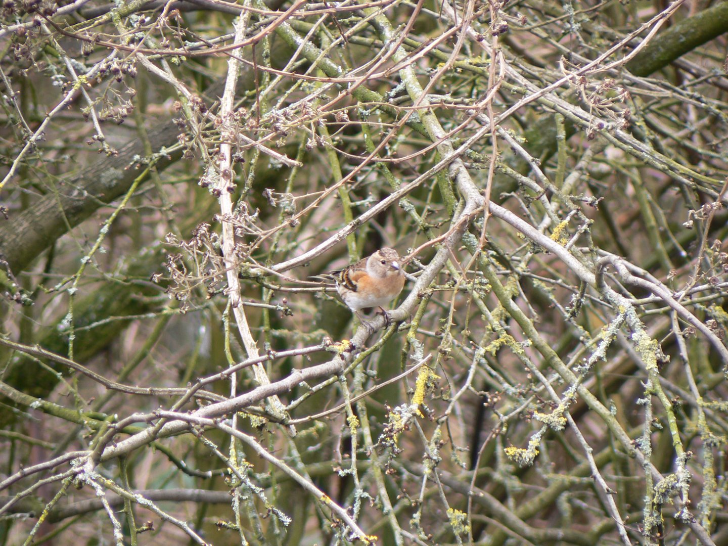 Brambling (wild) - 28 March 2018