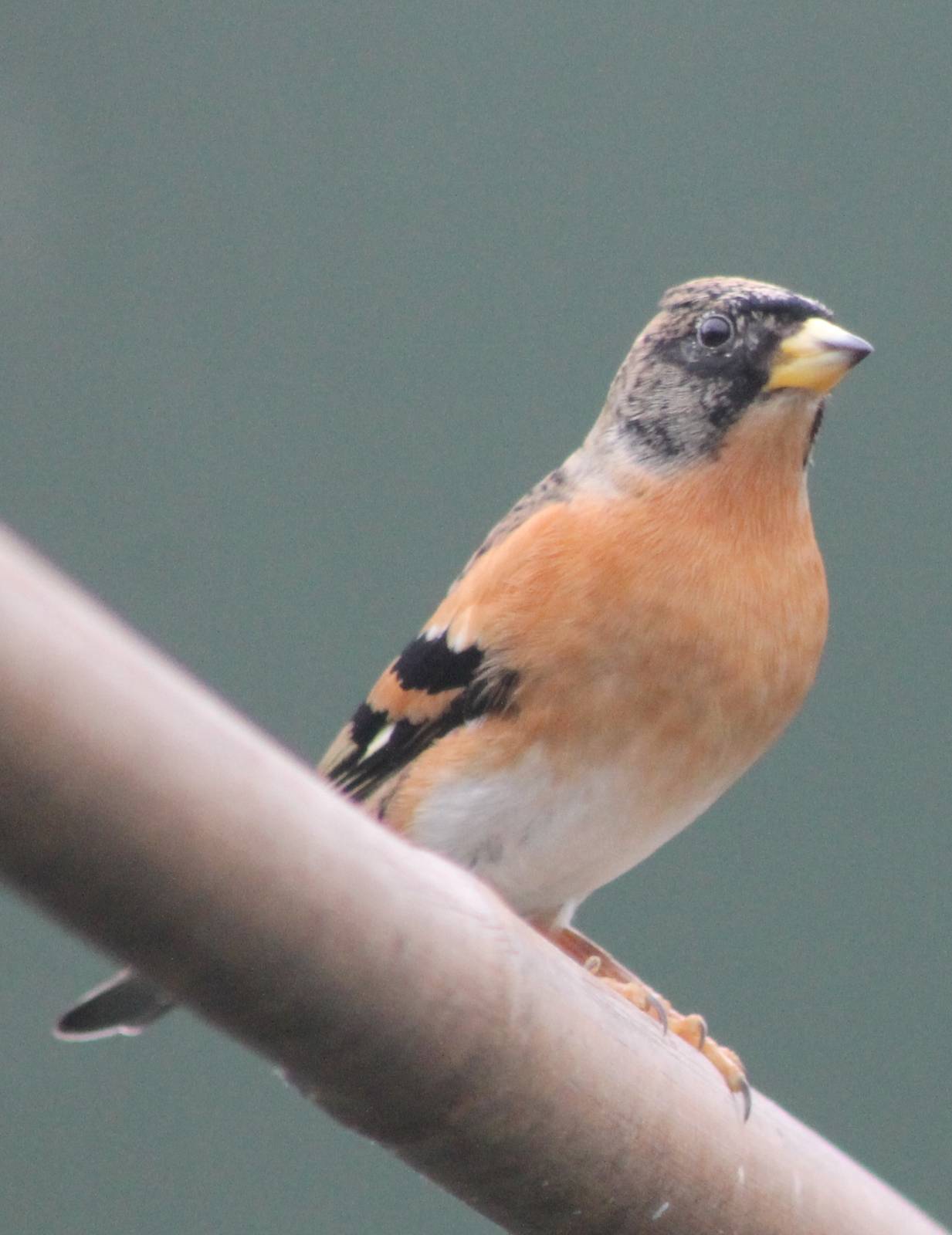 Brambling