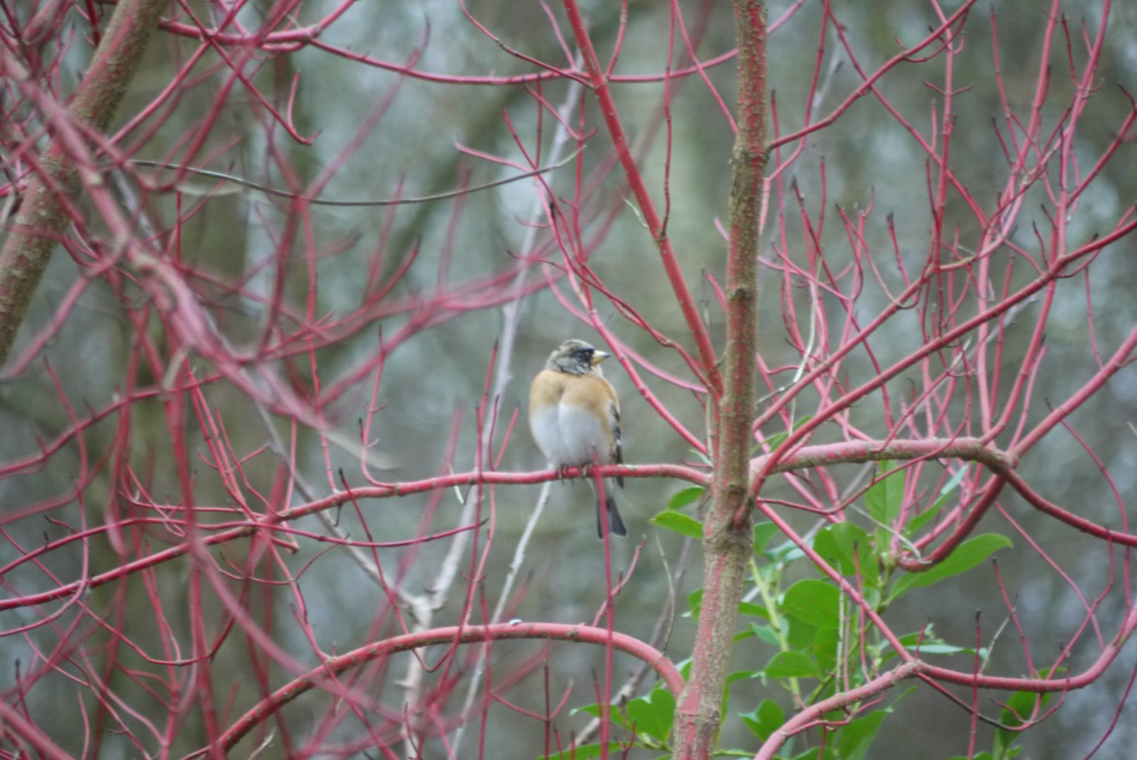 Brambling