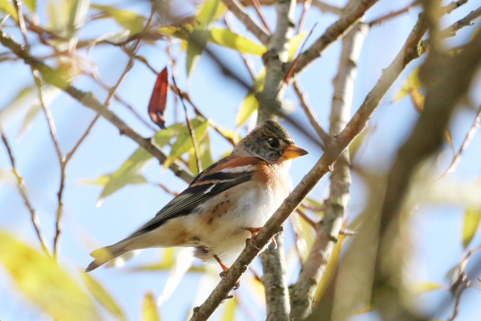 Brambling