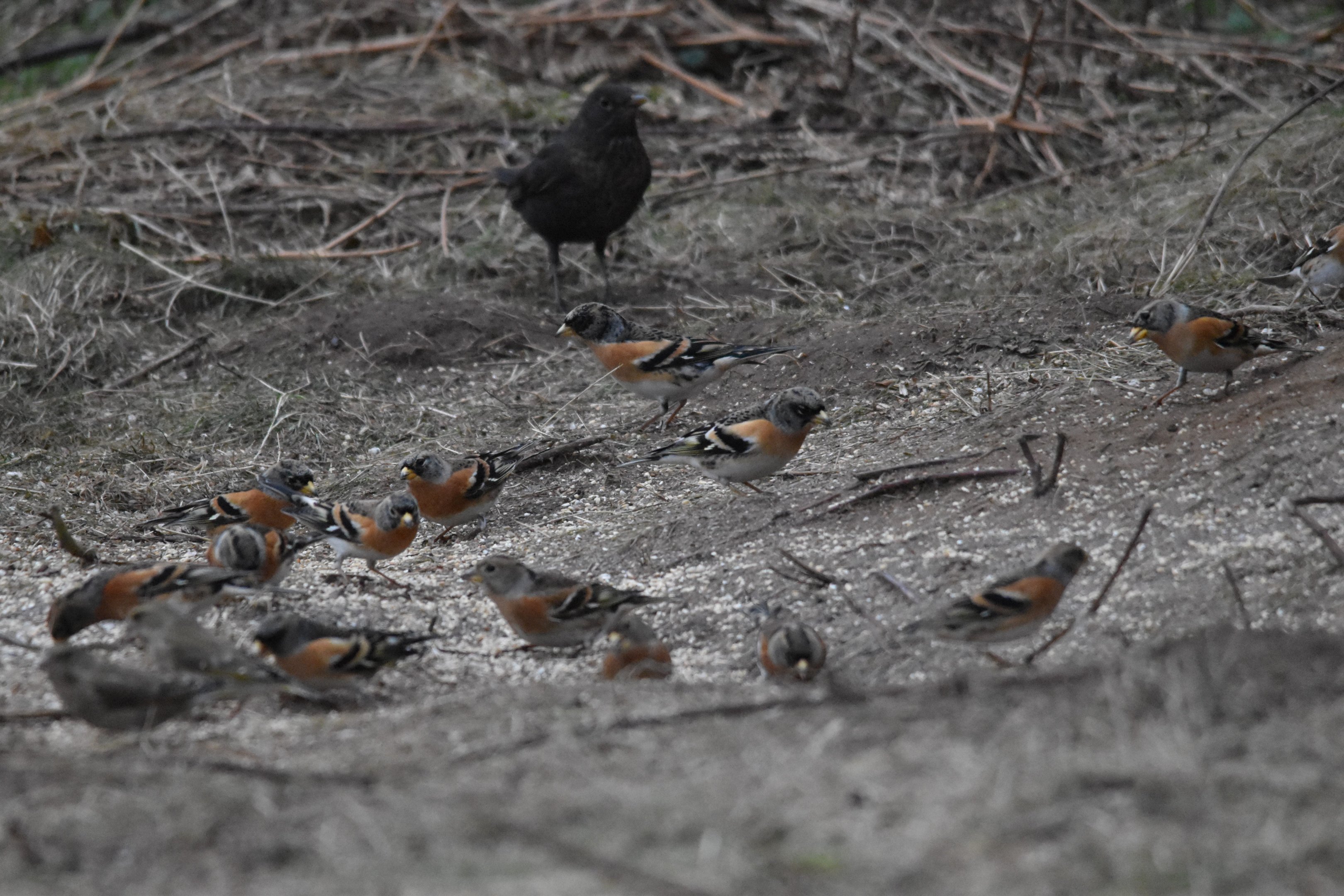 Bramblings at North Cave Wetlands, 20th January 2024