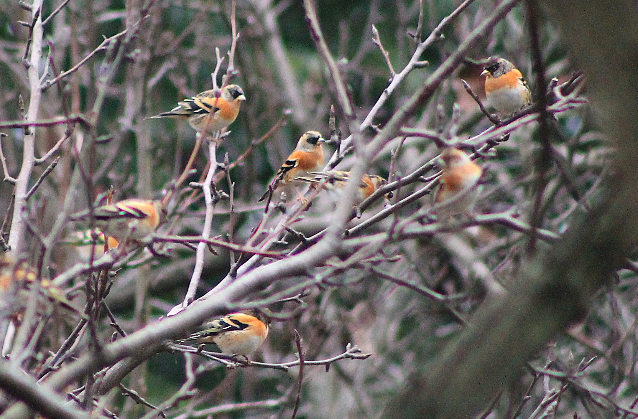 Bramblings (Fringilla montifringilla)