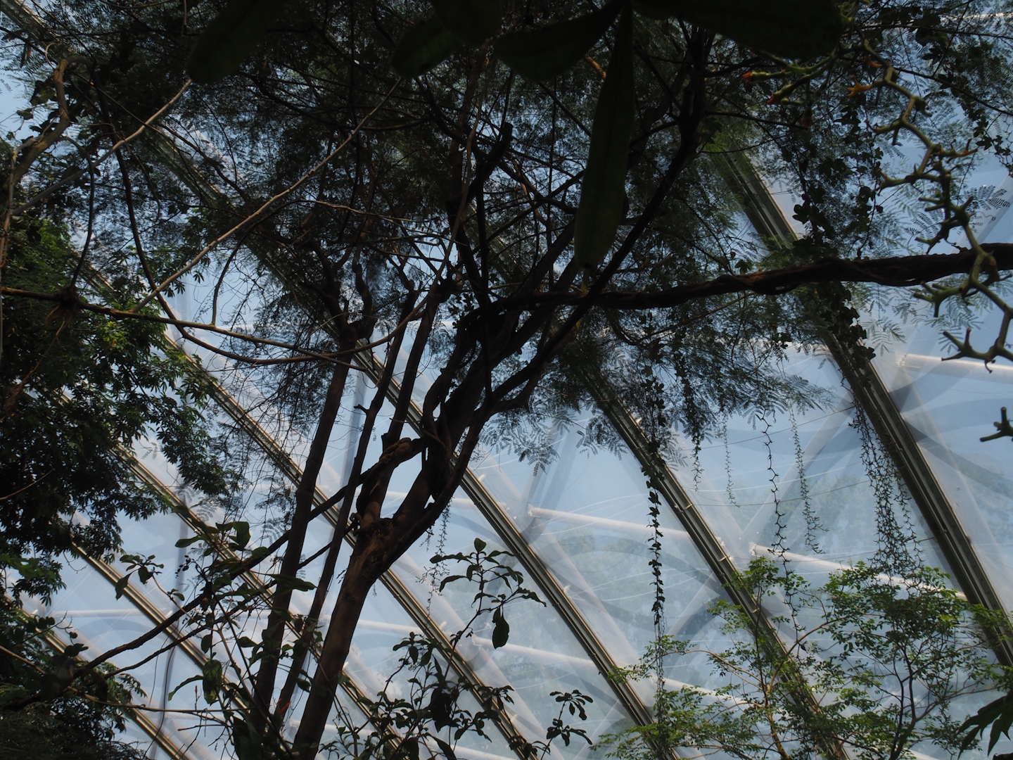 Branches and vines connecting trees for the red titis, 2025-05-17