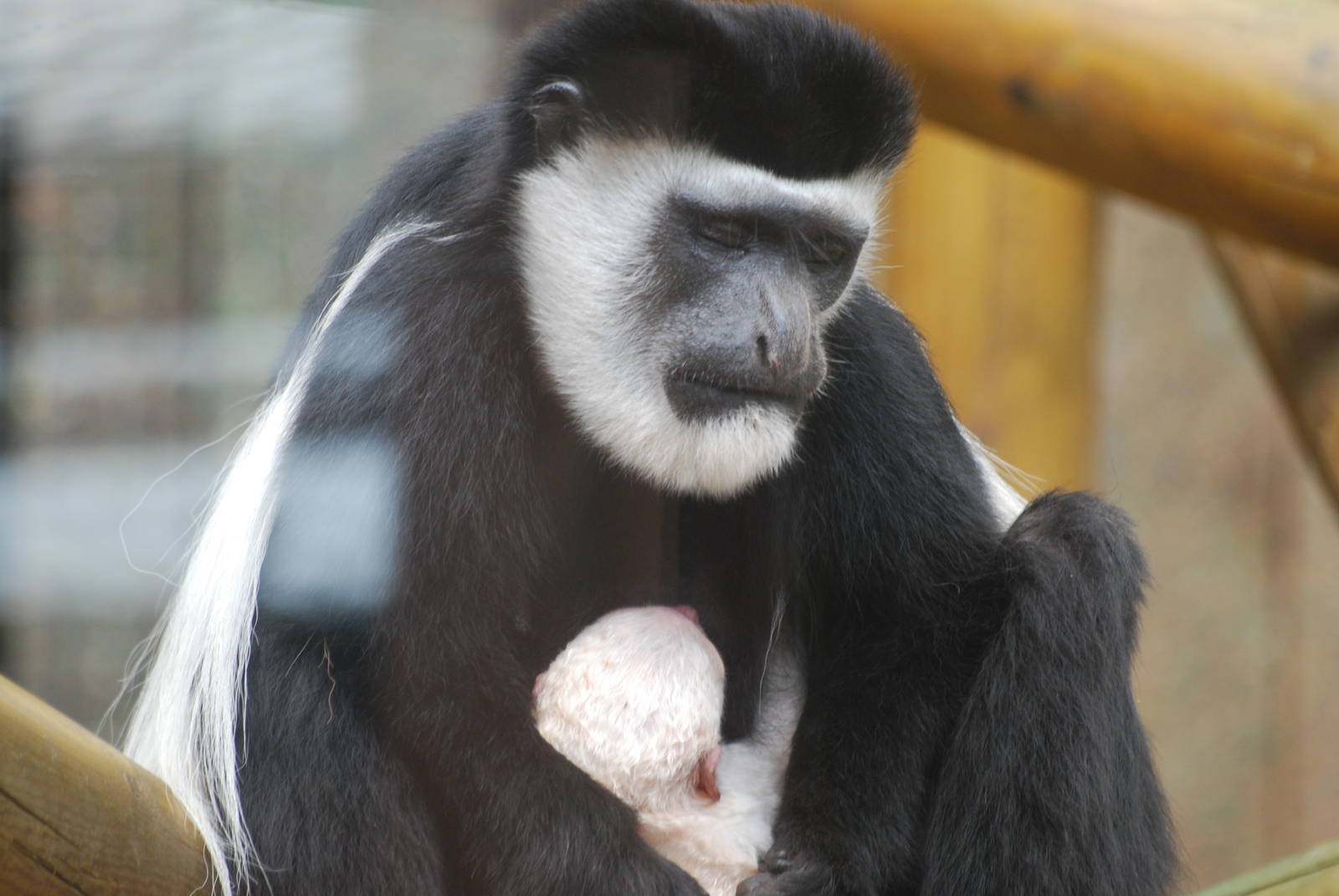 Brand new baby colobus monkey
