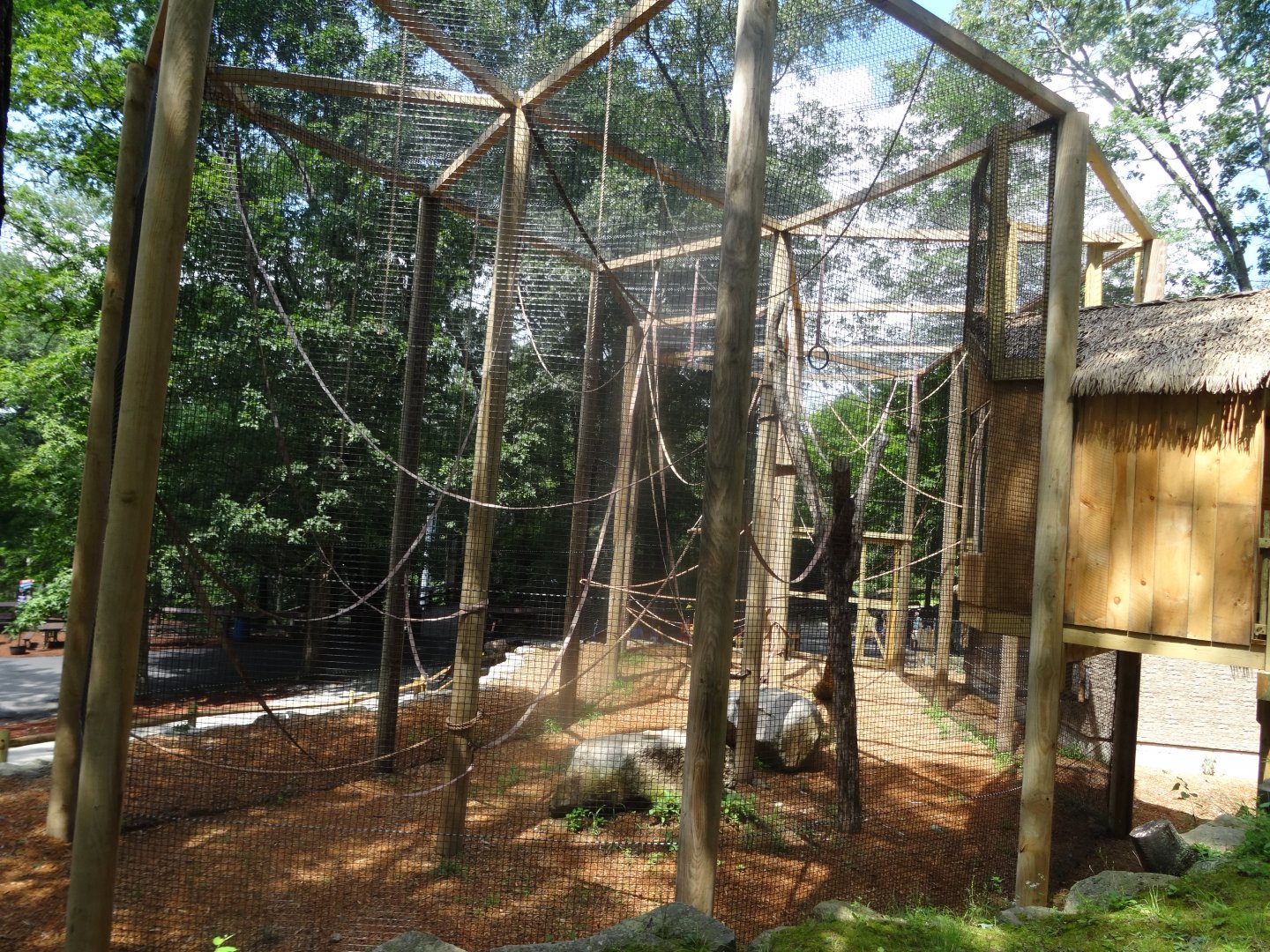 Brand New Brown-Headed Spider Monkey Habitat- Lower-Level Viewing