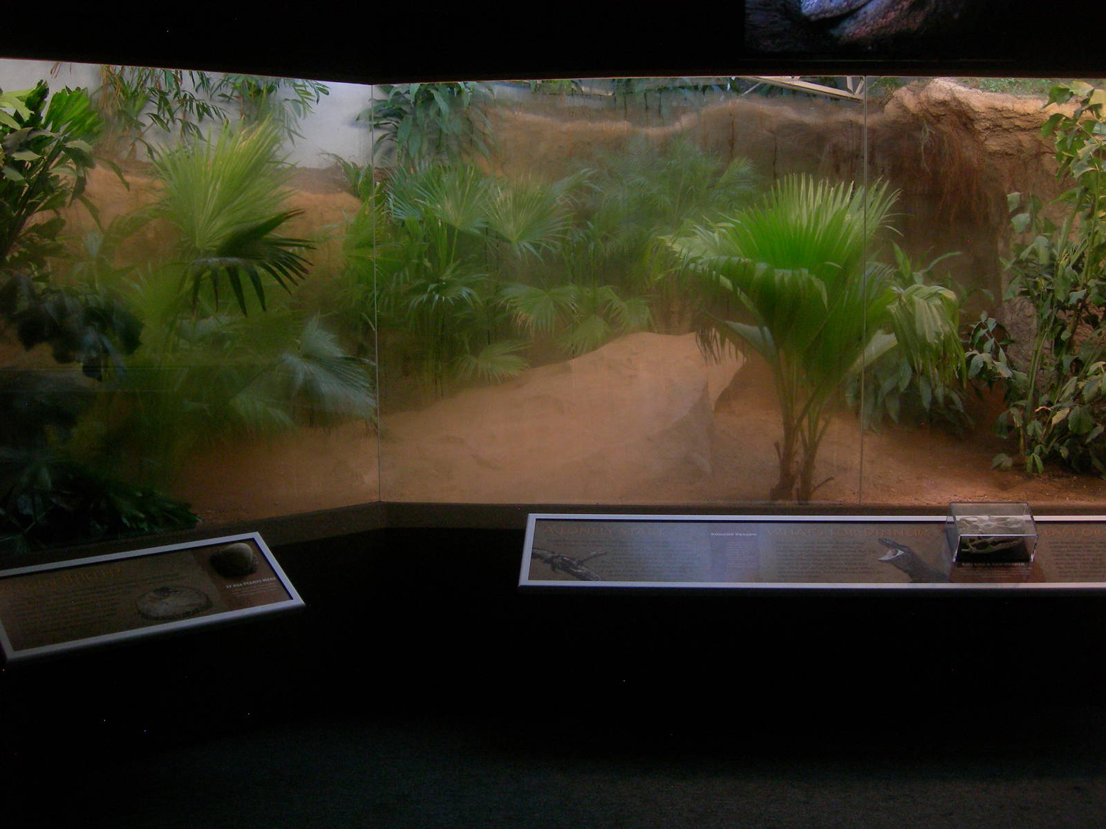 Brand New Island Giants aka Komodo Dragon exhibit
