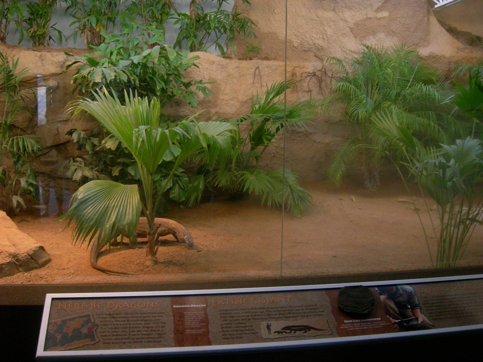 Brand New Island Giants aka Komodo Dragon exhibit