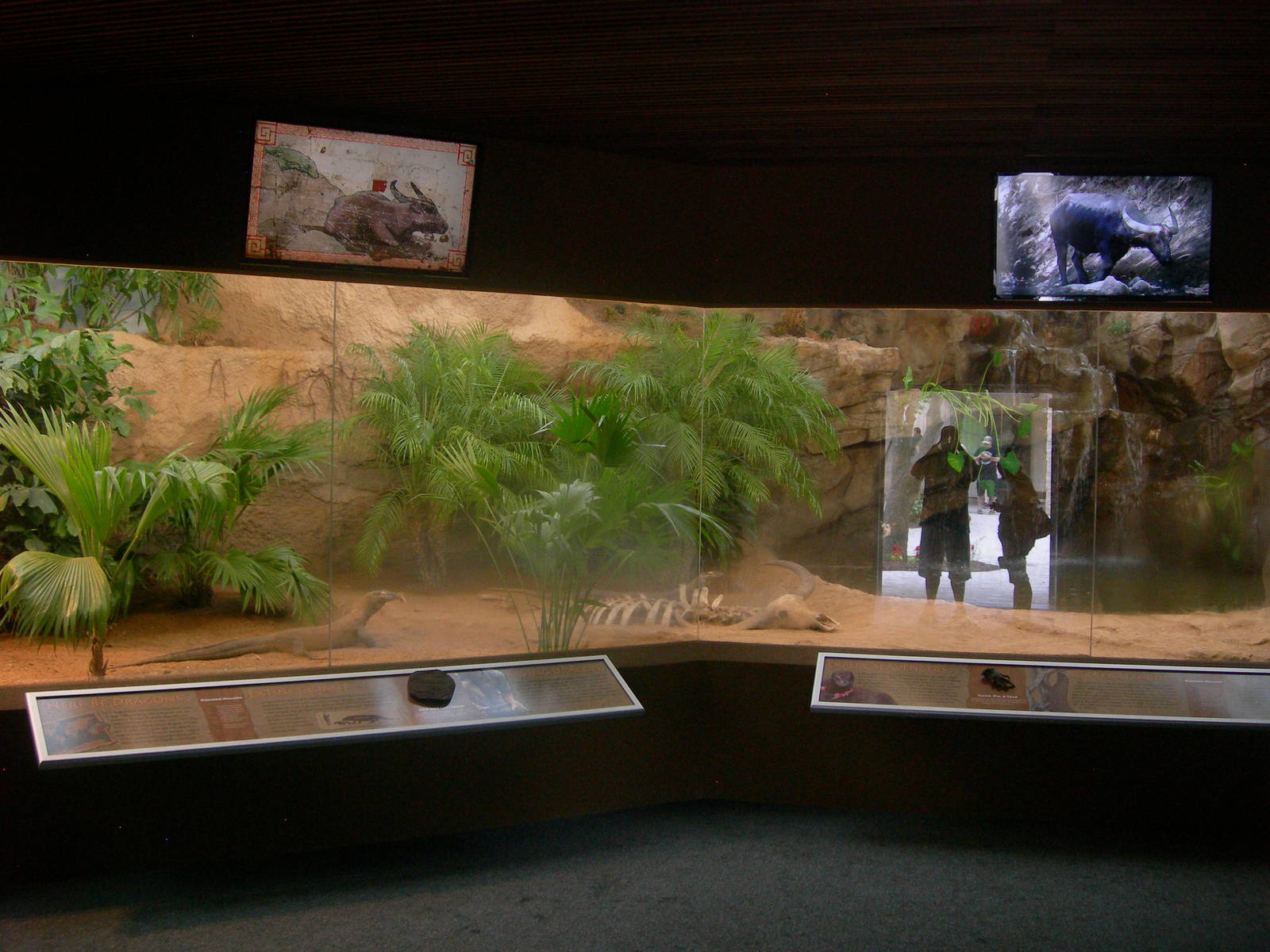 Brand New Island Giants aka Komodo Dragon exhibit