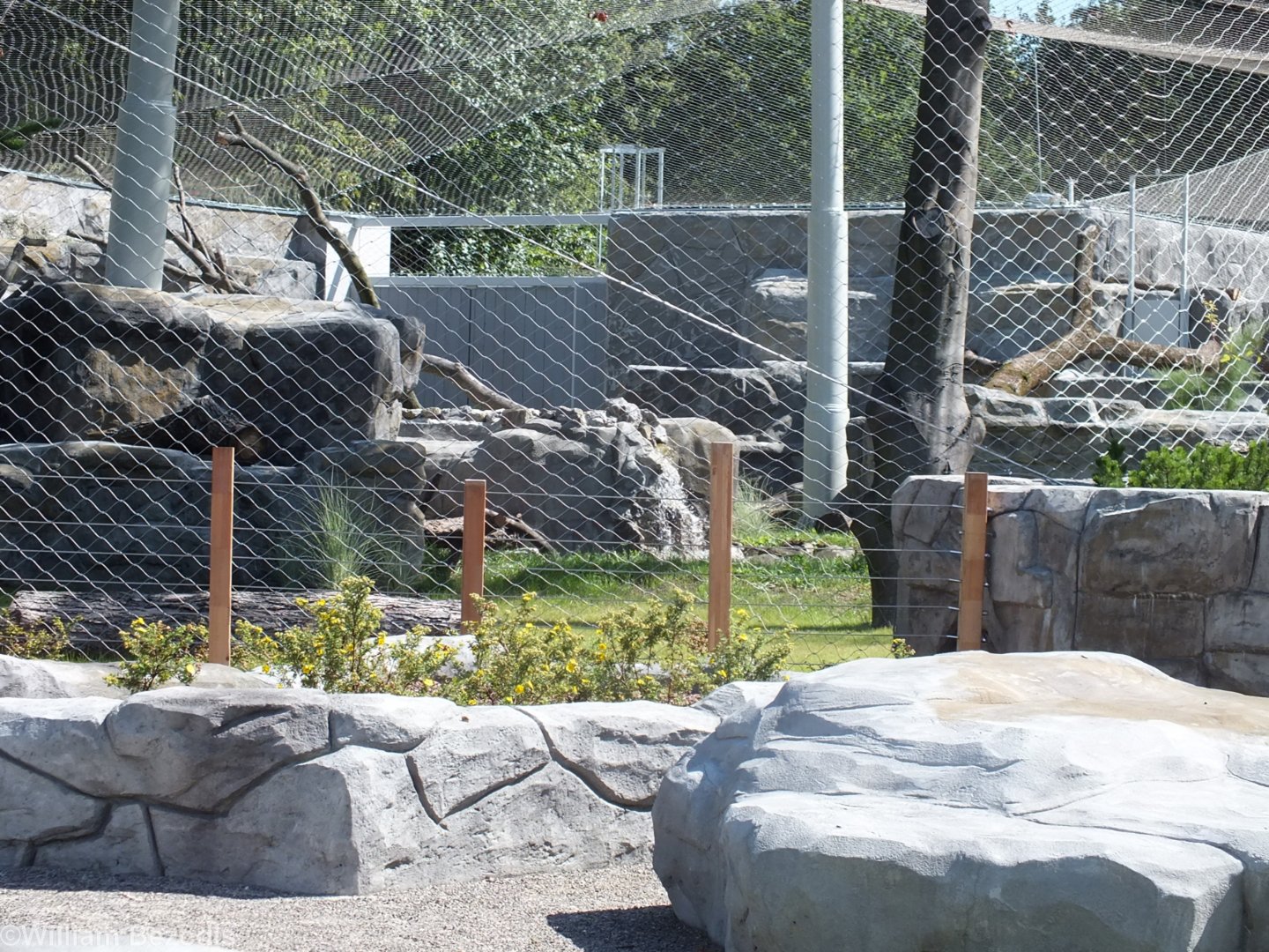 Brand New Snow Leopard Enclosure