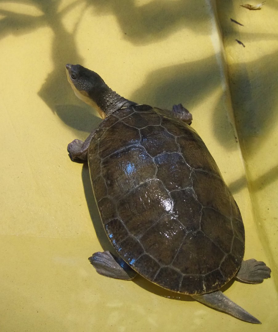 Branderhorst´s snapping turtle (Elseya branderhorsti ), 2019-12-30