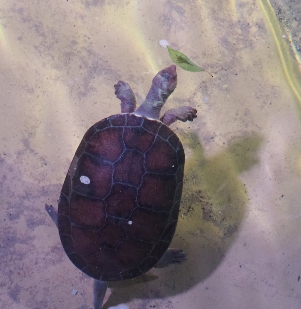 Branderhorst´s snapping turtle (Elseya branderhorsti), 2020-06-28