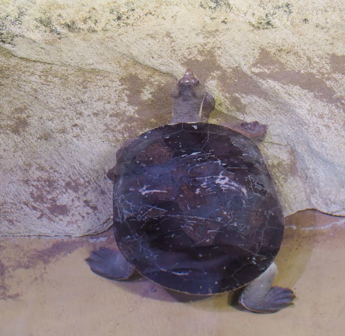 Branderhorst´s snapping turtle (Elseya branderhorsti), 2021-06-12