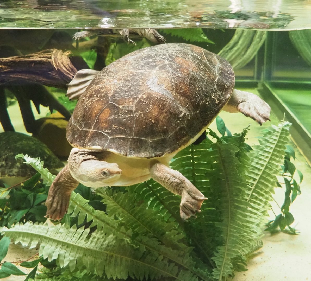 Branderhorst´s snapping turtle (Elseya branderhorsti), 2022-05-26