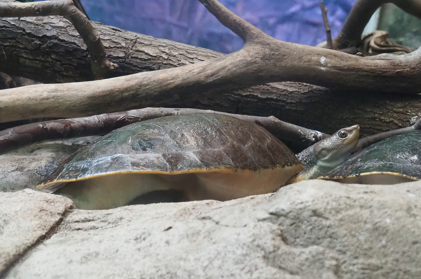 Branderhorst´s snapping turtle (Elseya branderhorsti), 2022-09-04